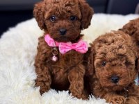 Secereli Anne Babadan %100 Orijinal Red Toy Poodle