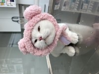 Akıllı yetişkin dişi kedi british shorthair bal göz