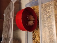 Çok Tatlı Minik Yavrucuk Hamsterler Suriye ve Gonzales
