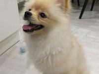 Pomeranian Boo 7 Aylık