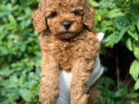 Red Toy Poodle Yavrular