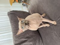 2 yaşındaki erkek sfenks kedime dişi eş arıyorum