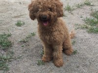 1.5 Yaşında Dişi Minyatür Poodle Doğum Tecrübeli