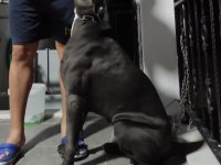 Dev anneden Devasa şecereli cane corso yavrular