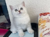 Kendi yavrum anne ve baba ile birlikte british shorthair