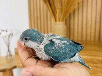 Konuşturmalık Bebek Monk Papağanları