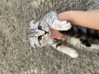 Acil sahiplendirme scottish fold