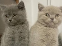 Safkan koca kafa bebek british shorthair yavrularım