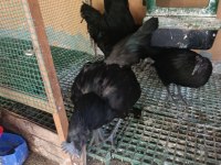 Ayam Cemali