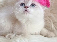 British Shorthair Kedisi