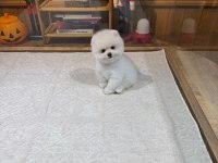 Yavru Pomeranian Boolar