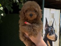 TOY POODLE ERKEK KG GARANTİLİ