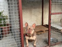 New Shade İsabella Tan Erkek French Bulldog