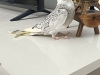 65 günlük Ev üretimi WF Perl Ele alışkın sultan papağanı