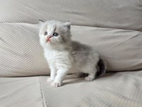 BİRBİRİNDEN GÜZEL YAVRU KEDİLER