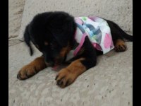 Koca kafalı safkan rottweiler yavruları