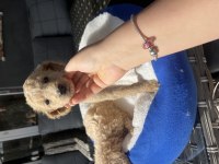 Dev poodle yavrularımız