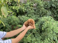 Kore Poodle Bebekler