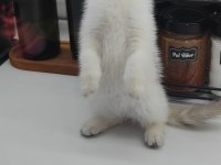 British shorthair yavru