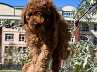 Toy Poodle yavrular
