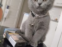 Acil yuva scottish fold kedimize