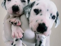 Anne altından dalmaçyalı (dalmatian) yavrular