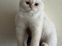LYNX POİNT SCOTTİSH STRAİGHT DİŞİ 3 AYLIK