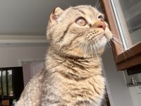 5 aylık erkek british shorthair