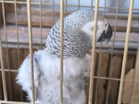 EVCİL KONUŞAN JAKO STRES GEÇİRMİŞTİR