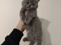 Dişi Ve Erkek Safkan Ayıcık Surat Bebek Kediler