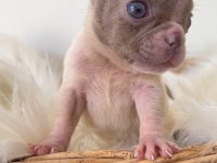 RENKLi GÖZLÜ ÖZEL MİCRO BOY FRENCH BULLDOG