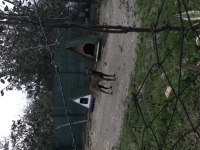 1 yaşında erkek safkan malinois