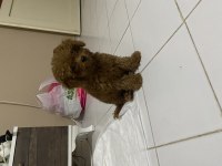 Irk ve sağlık garantili kore poodle yavru