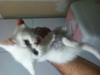 2 aylık british shorthair yavrular yeni yuvalarını arıyor