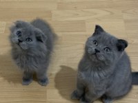 EVDEN SHOW KALİTE SCOTTİSH FOLD YAVRU KEDİLERİMİZ