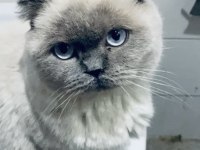Blue point 1 buçuk yaşında erkek scottish fold