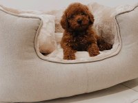 TOY POODLE YAVRULARI