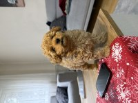 Kore Poodle Yavru