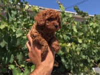 Toy poodle yavru köpeğimiz