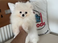 Show kalite pomeranian boo yavrularımız