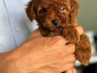Adananın en seçkin toy poodle yavruları