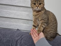 British Shorthair Golden Tabby