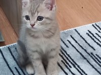 1.5 Aylık Erkek British Yavrumuz