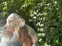 DALMAÇYALI YAVRU KÖPEKLER