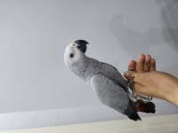FULL EVCİL OYUN HAMURU BEBEK JAKO