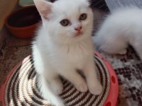 Birbirinden tatlış british shorthair bebekler