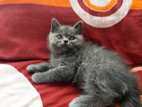 British shorthair iki aylık kediler