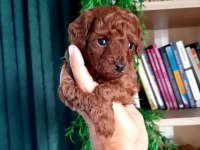 Toy poodle yavrularımız daha şirini yok
