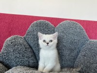 Maviş bebek kediler