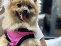 Pomeranian boo dişi